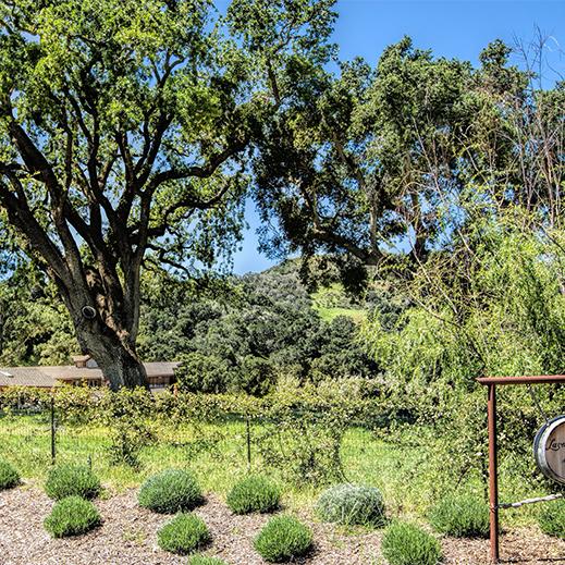 Lavendar Oak Vineyard