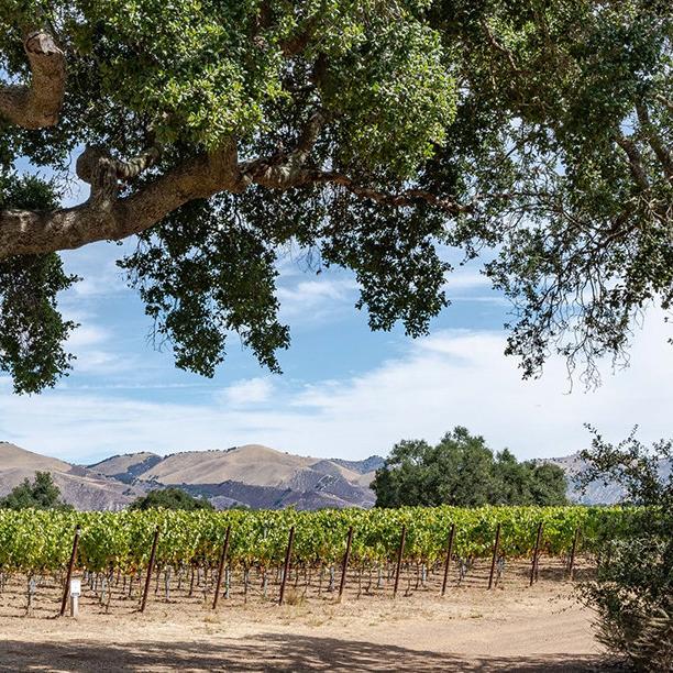 Zaca Mesa Winery