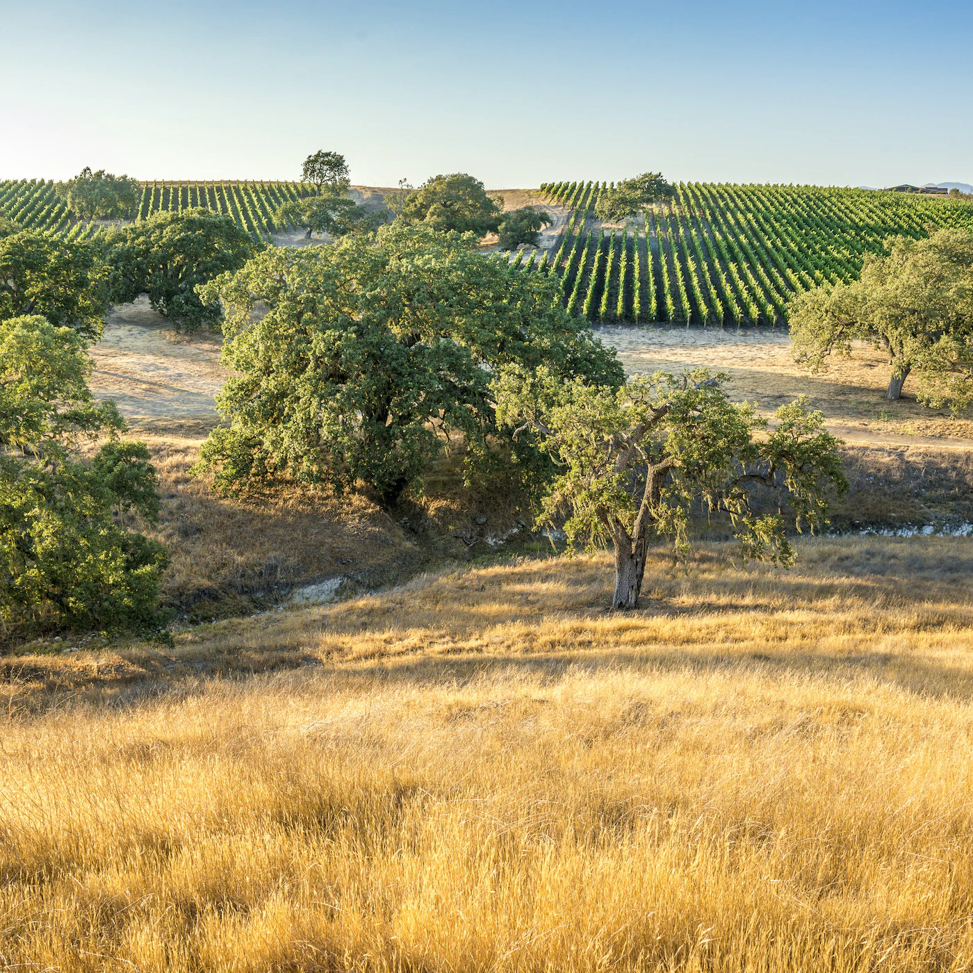 Gainey Vineyard