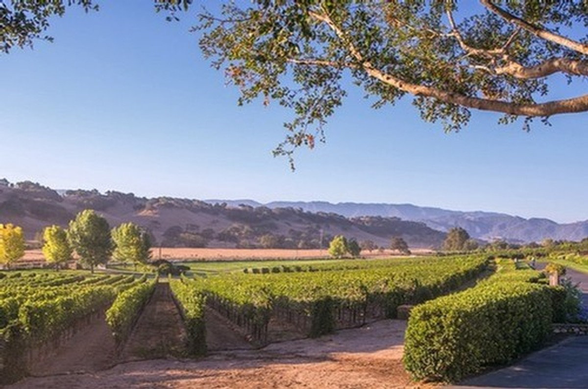 Rusack Vineyards